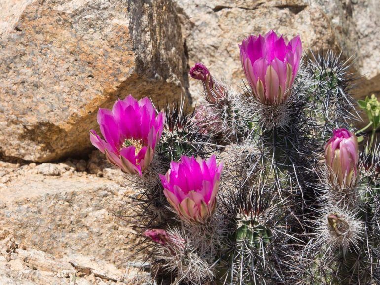 Kakteen im Joshua Tree Nationalpark