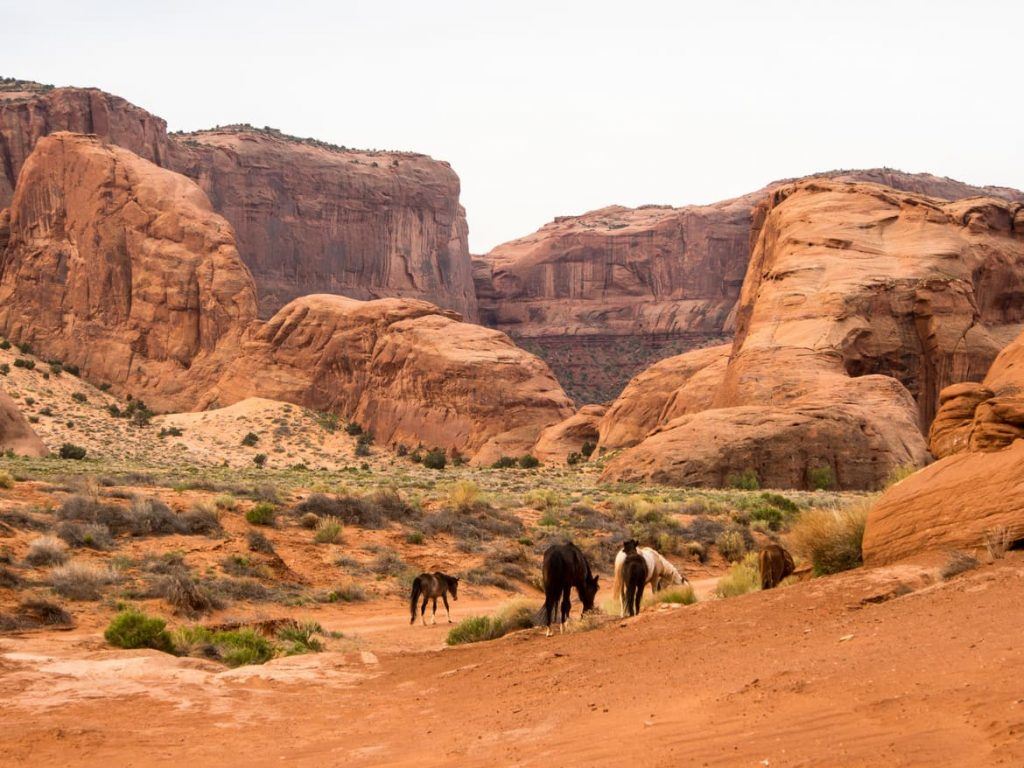 Mustangs im Monument Valley