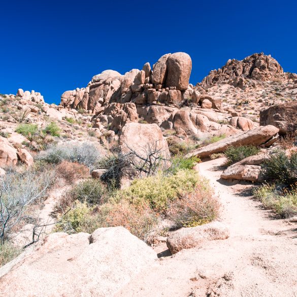 Joshua Tree Nationalpark USA