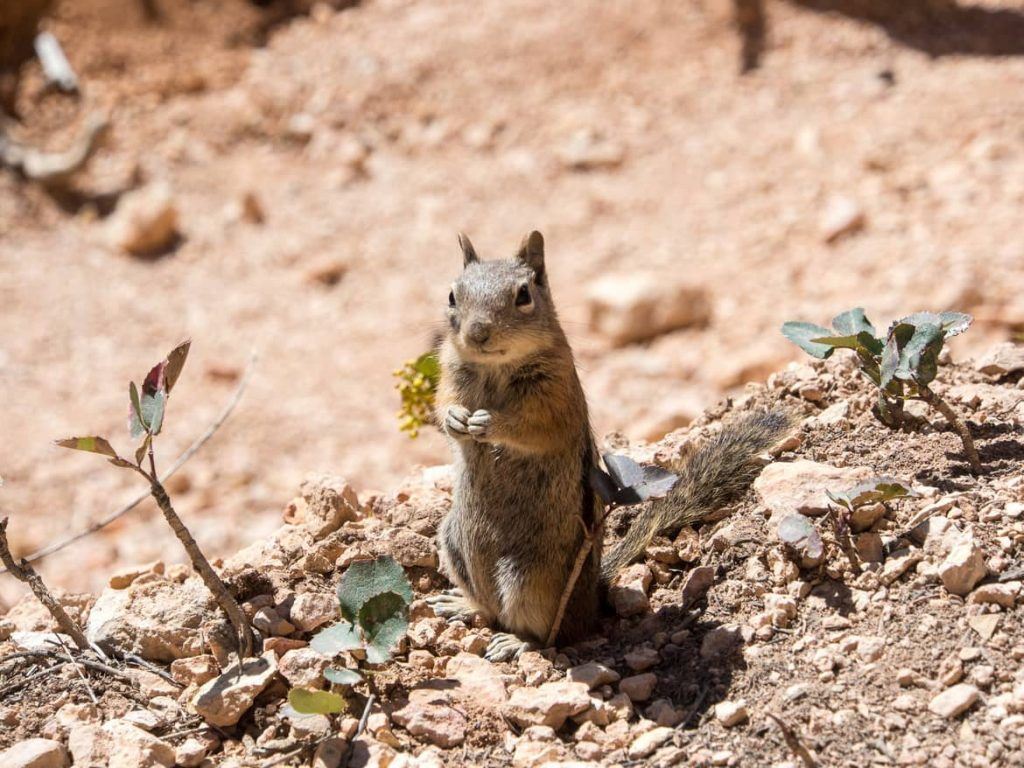 Streifenhörnchen im Bryce Canyon