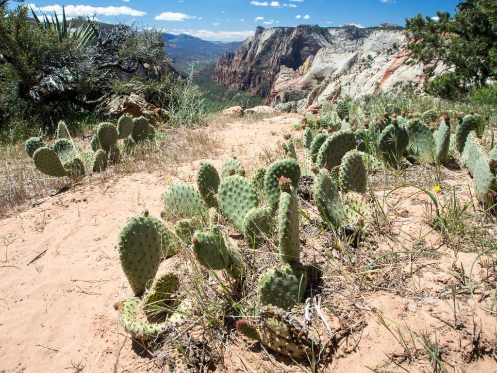 Trail im Zion Nationalpark