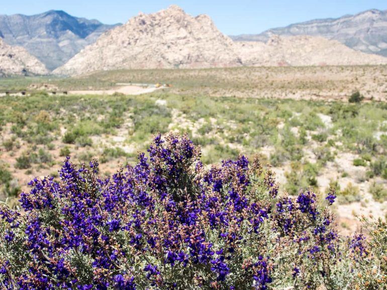 Red Rock Canyon Las Vegas USA