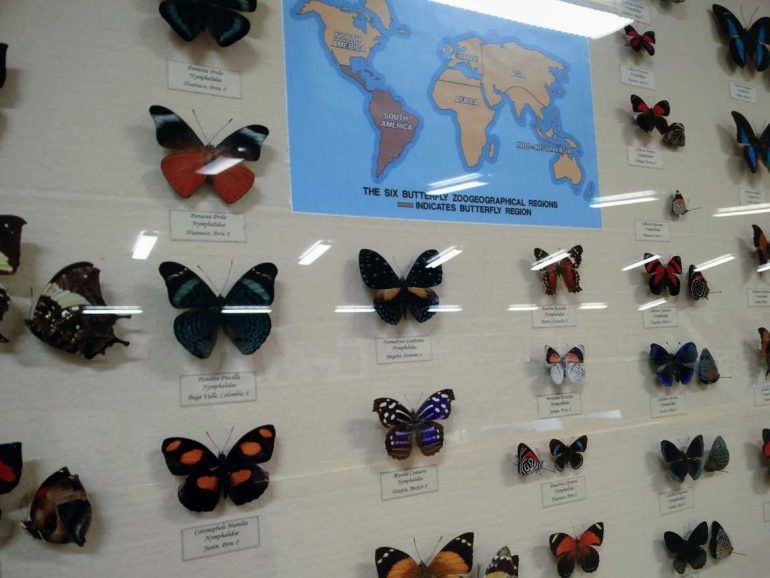 Schmetterlinge im Wildlife Museum