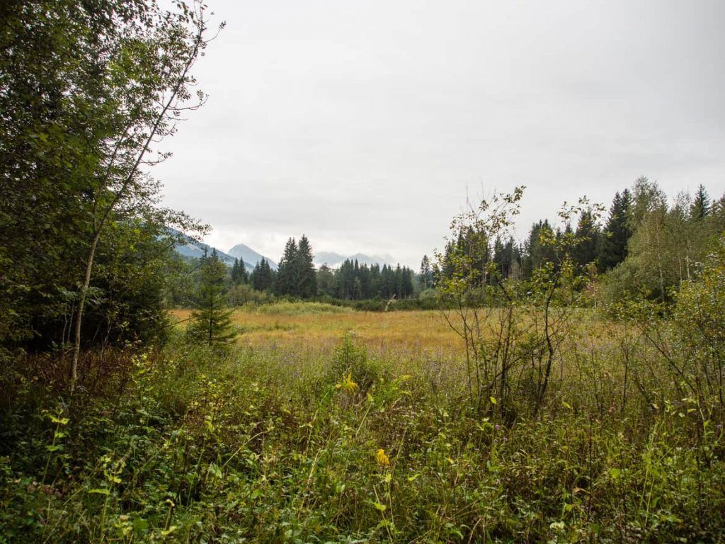 Blick über das Hochmoor Mühlau in Reit im Winkl