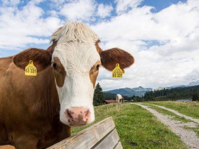 Kuh schaut in Kamera auf der Winklmoosalm in Reit im Winkl