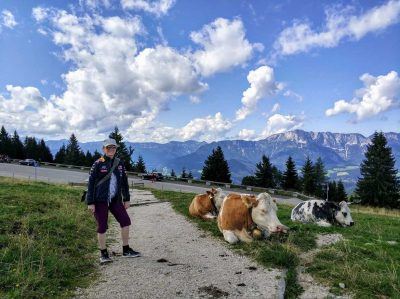 Herde Kühe auf der Roßfeldpanoramastraße in Berchtesgaden