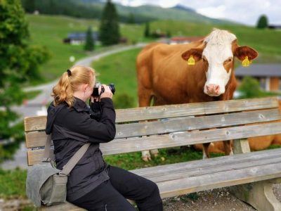 Kuh schaut in Kamera auf der Winklmoosalm in Reit im Winkl