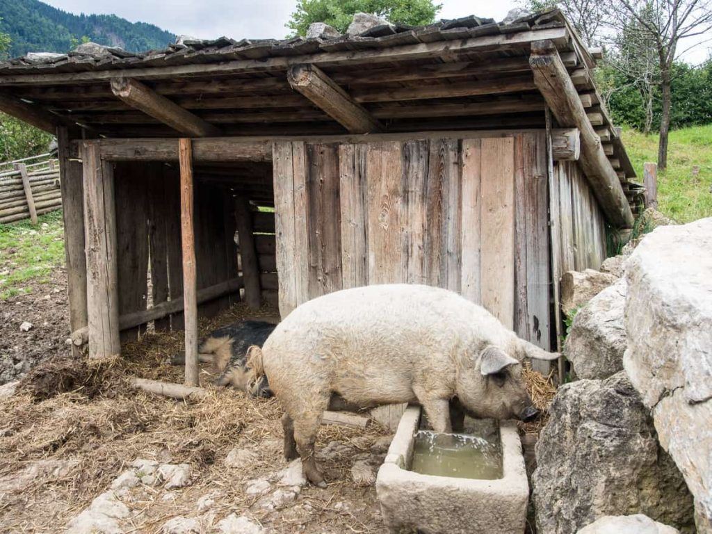 Schwein im Markus Wasmeier Museum am Schliersee