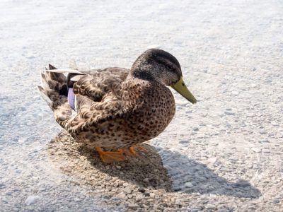 Ente Erpel am Alpsee in Bayern in Deutschland