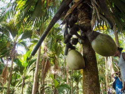 weibliche Coco de Mer im Fond Ferdinand auf Praslin Seychellen