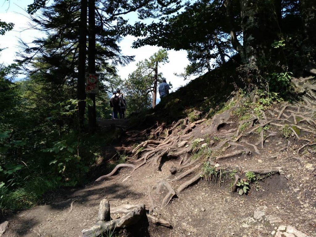 Weg durch den Wald zum Aussichtspunkt auf Schloss Neuschwanstein