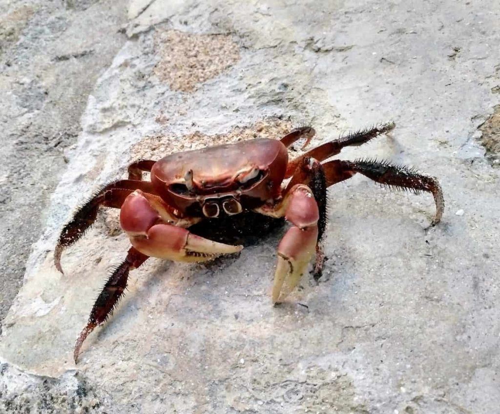 Rote Krabbe auf Praslin Seychellen