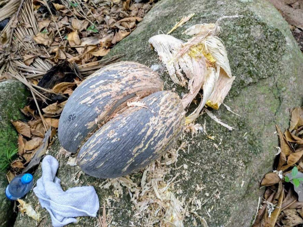 frische Coco de Mer im Fond Ferdinand Praslin Seychellen