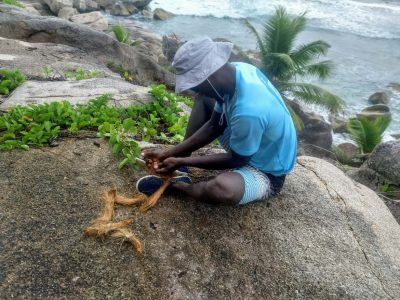 Robert zeigt uns das Öffnen einer Kokosnuss auf La Digue Seychellen