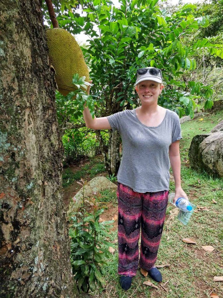 Jackfruit im Jardin du Roi auf Mahe Seychellen