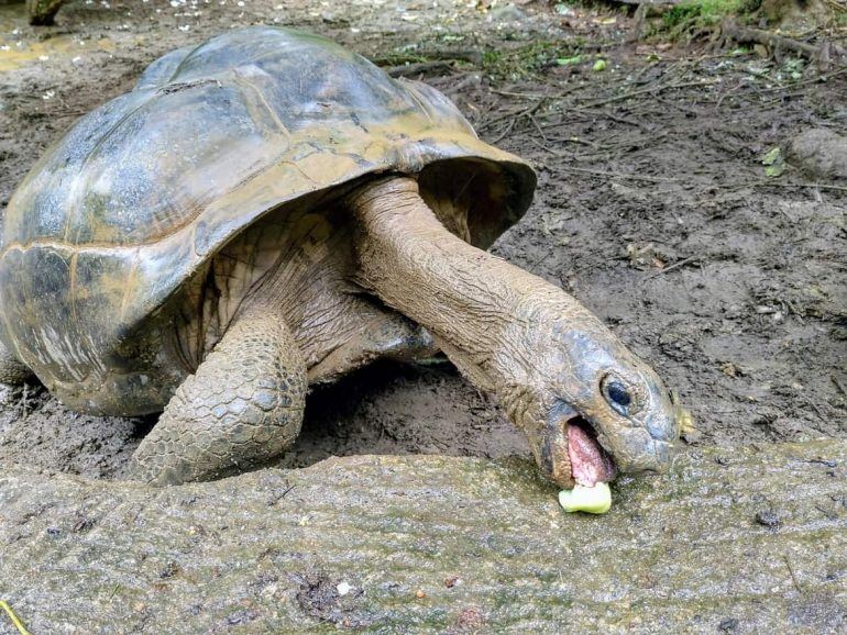 Riesenschiildkröte beim Fressen auf Mahe Seychellen