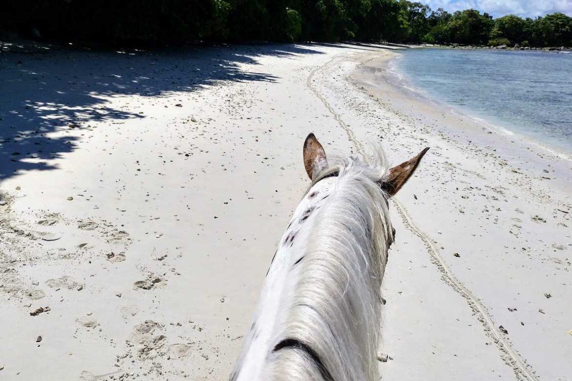 Life between the ears - Traumstrand aus Reitersicht auf Mahe Seychellen