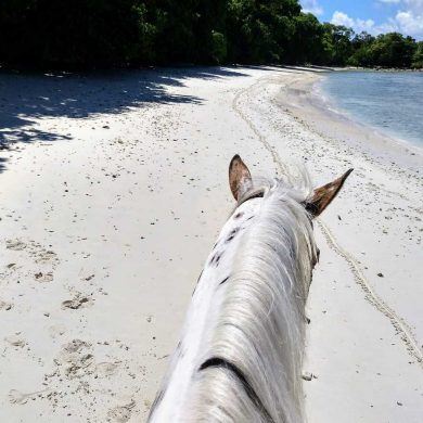 Life between the ears - Traumstrand aus Reitersicht auf Mahe Seychellen