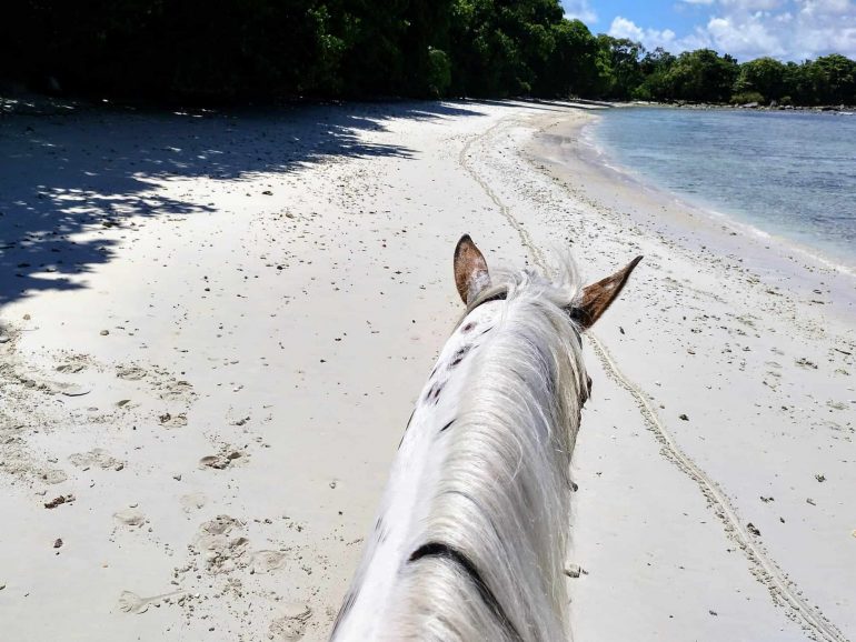 Life between the ears - Traumstrand aus Reitersicht auf Mahe Seychellen