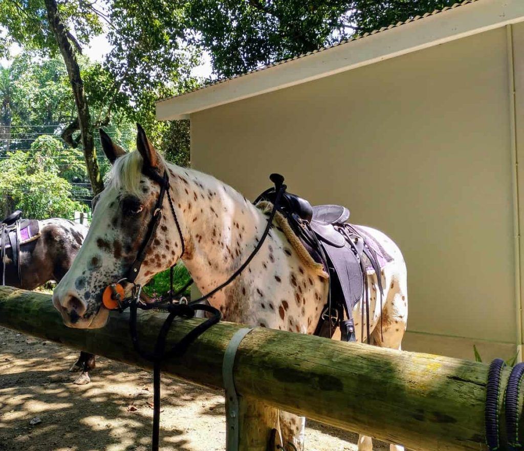 Appaloosa Stute bei Turquoise Horse Trails auf Mahe Seychellen