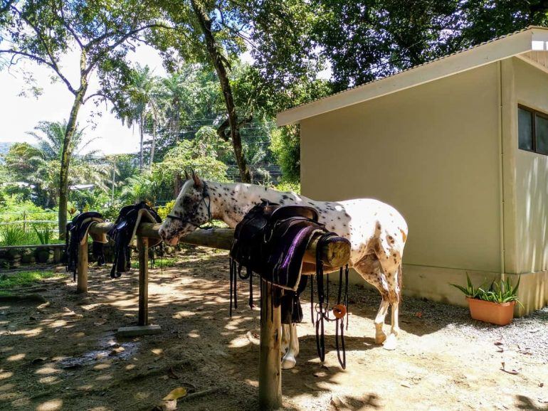 Stute am Stall von Turquoise Horse Trails auf Mahe Seychellen