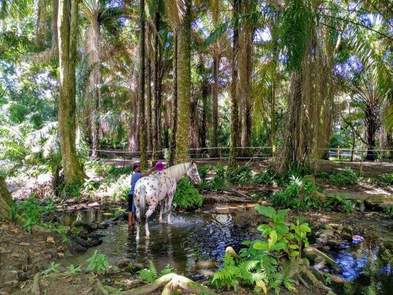 Stute beim Abduschen bei Turquoise Horse Trails auf Mahe Seychellen