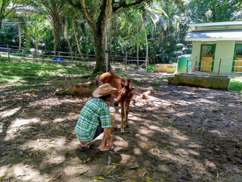 Fohlen bei Turquoise Horse Trails auf Mahe Seychellen