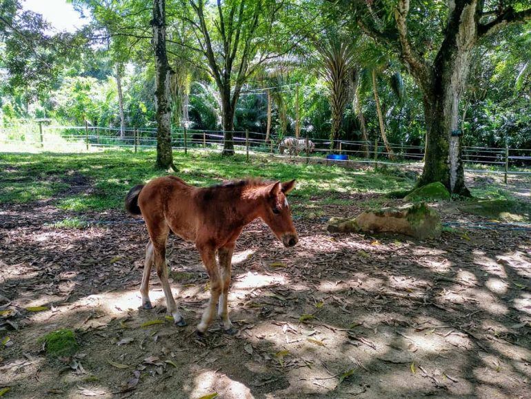 Fohlen bei Turquoise Horse Trails auf Mahe Seychellen