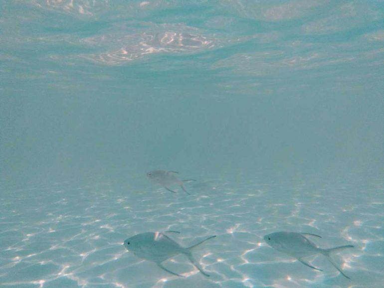 Fische an der Petite Anse auf Mahe Seychellen