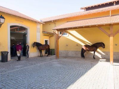 Lusitano Hengste Hofreitschule Belem in Lissabon Portugal