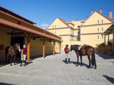 Lusitano Hengste an der Hofreitschule in Belem Lissabon Portugal