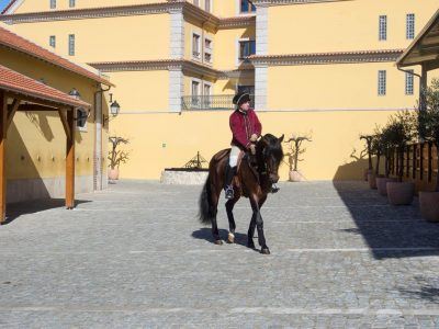 Lusitano Hengste an der Hofreitschule in Belem Lissabon Portugal