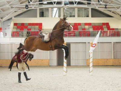 Lusitano Hengst bei einer Capriole in der Hofreitschule in Belem Lissabon Portugal