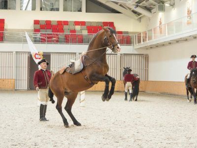 Lusitano Hengst im Training Hofreitschule Belem in Lissabon Portugal