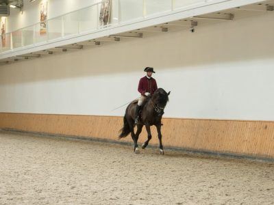 Lusitano im Training Hofreitschule Belem in Lissabon in Portugal