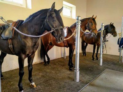 Lusitano Hengste Hofreitschule Belem in Lissabon Portugal