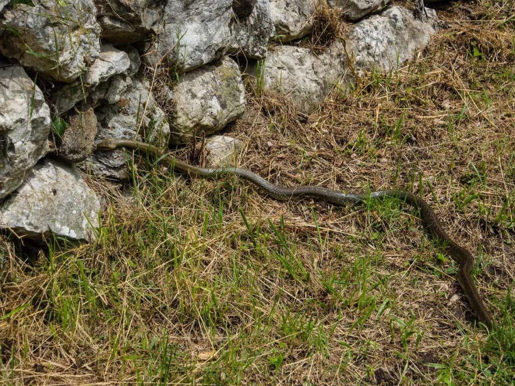 Schlange auf dem Wanderweg in Italien