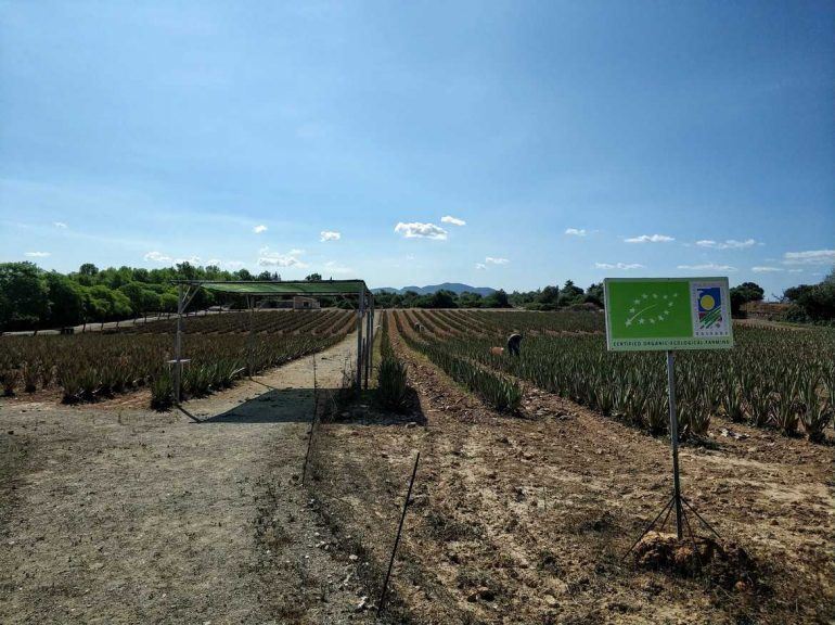 Aloe Vera Farm auf Mallorca