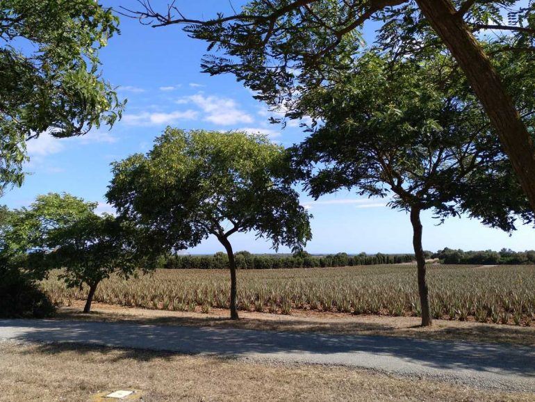 Aloe Vera Farm auf Mallorca