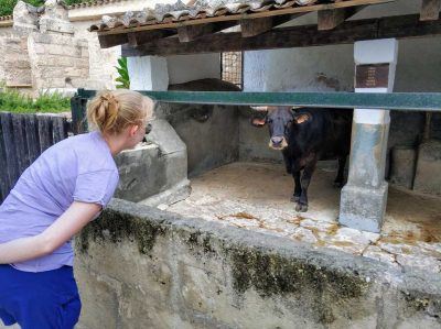 Kuh im Els Calderers auf Mallorca