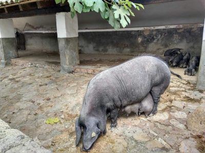 Schwein im Els Calderers auf Mallorca
