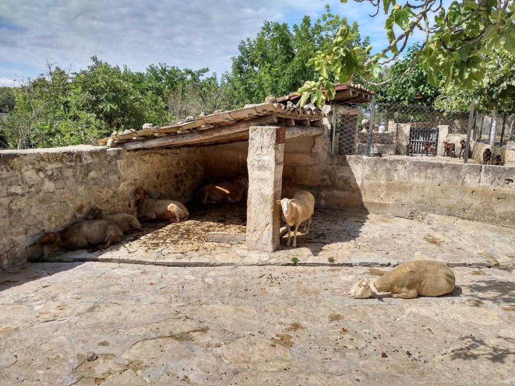 Schafe und Ziegen im Els Calderers auf Mallorca