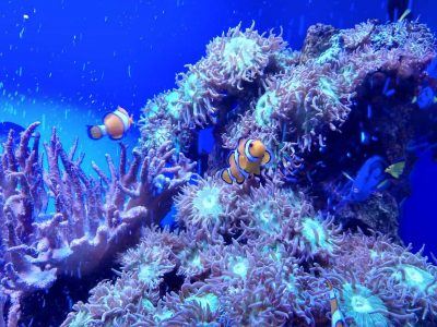 Clownfische im Aquarium auf Mallorca