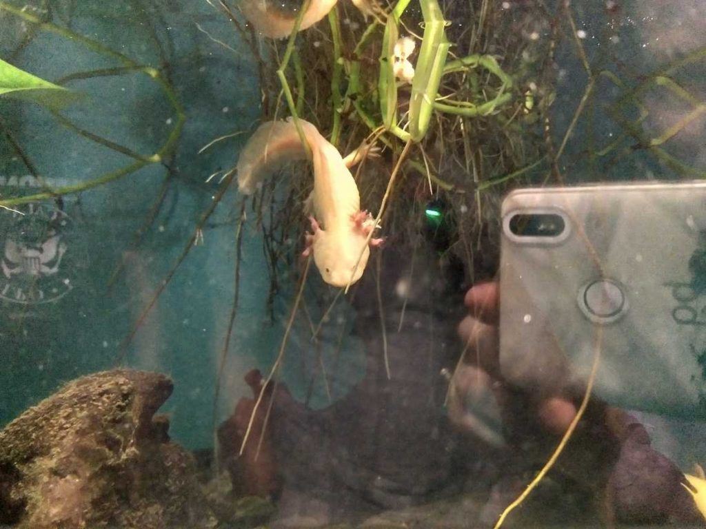 Axolotl im Palma Aquarium auf Mallorca