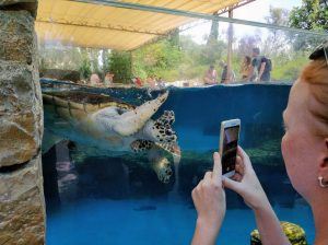 Meeresschildkröte im Palma Aquarium auf Mallorca