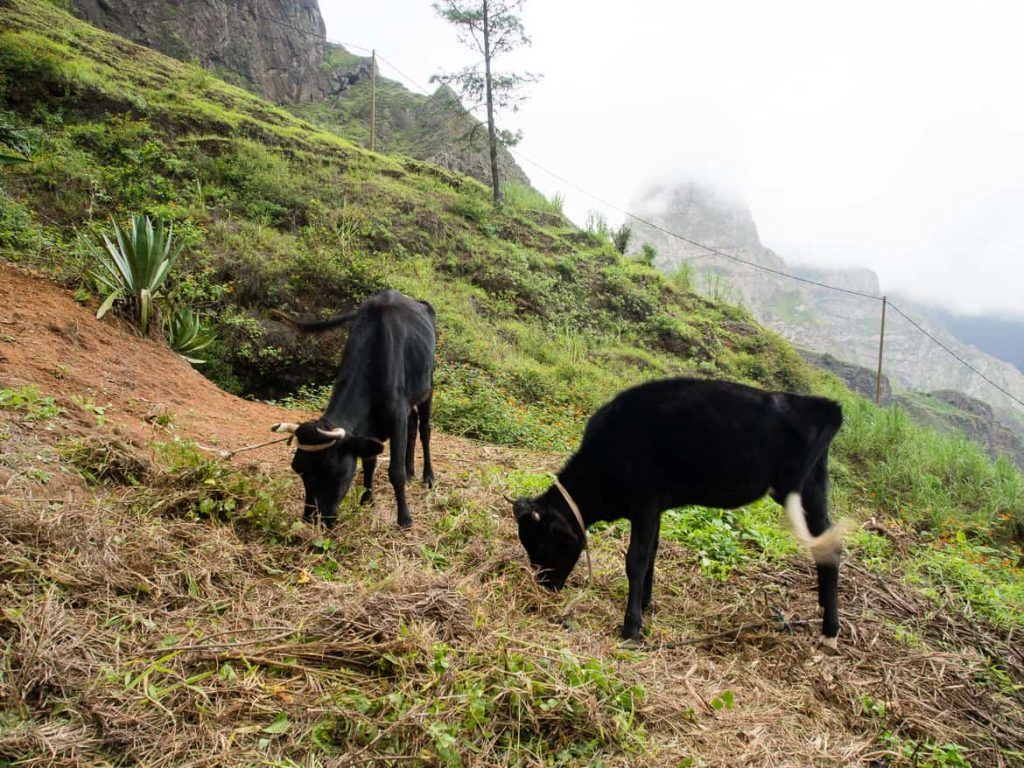 Kühe im Paul Tal auf Santo Antao Kapverden