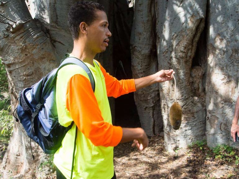 Frucht vom Baobab-Baum im Tal Ribeira Grande Santiago Kapverden