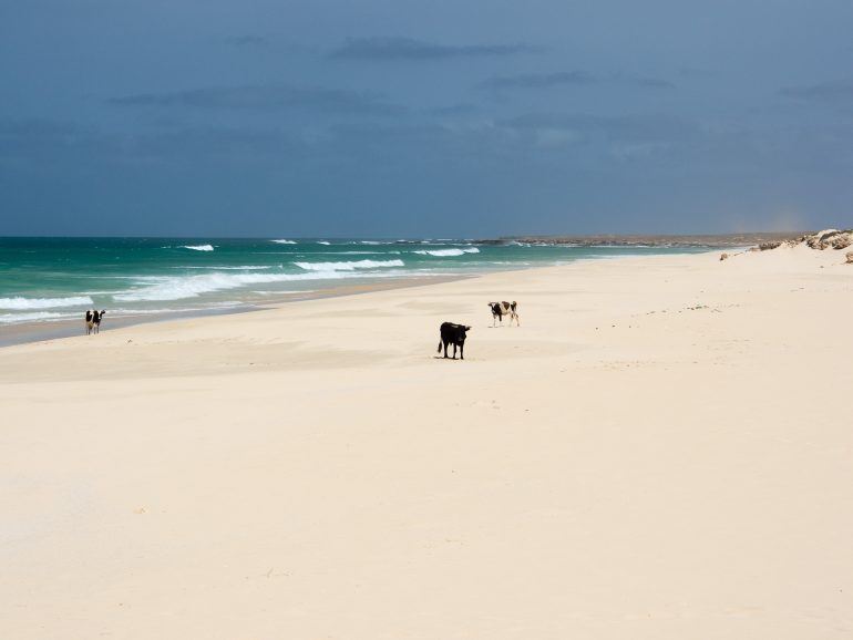 Kühe am Praia da Varandinha auf Boa Vista Kapverden
