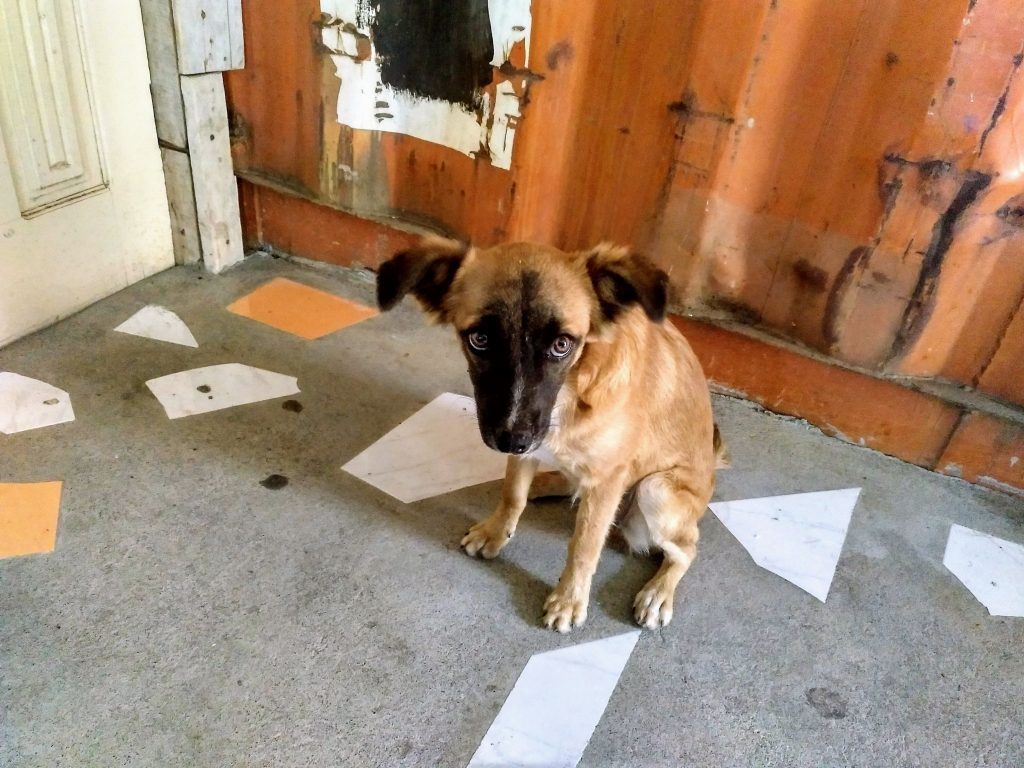 Straßenhund auf Fogo Kapverden