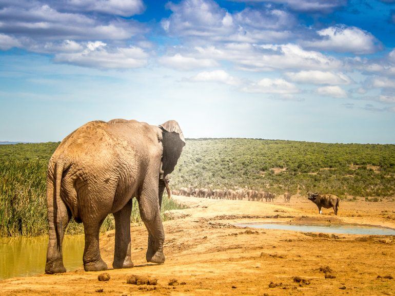 Elefant im Addo Elephant Park in Südafrika